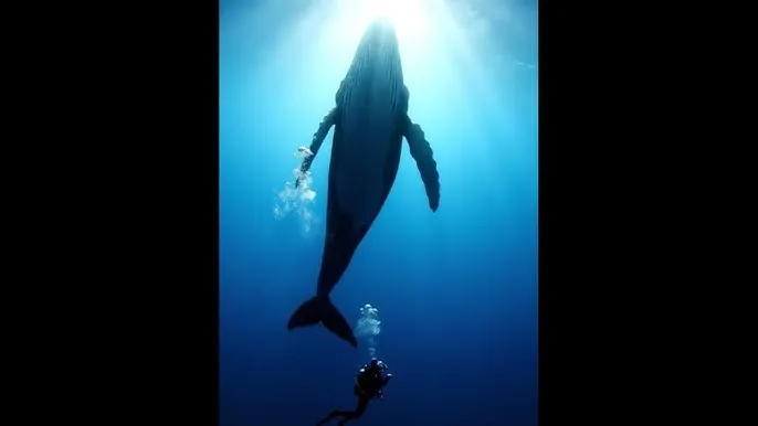 一个人WWW视频在线观看免费 - 深蓝星球：探索海洋深处的未知世界